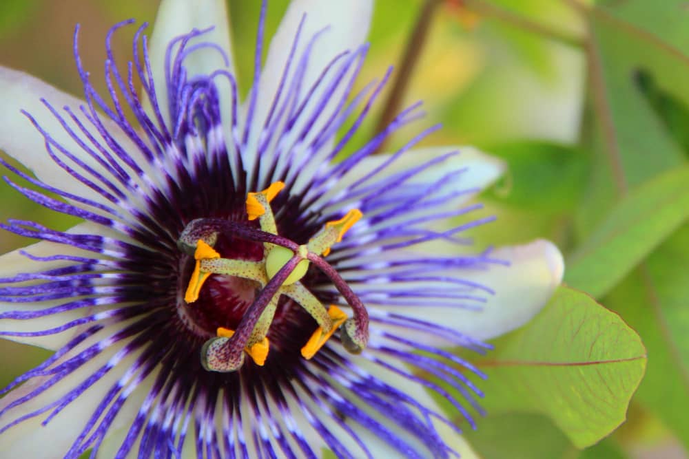 Passionflower 