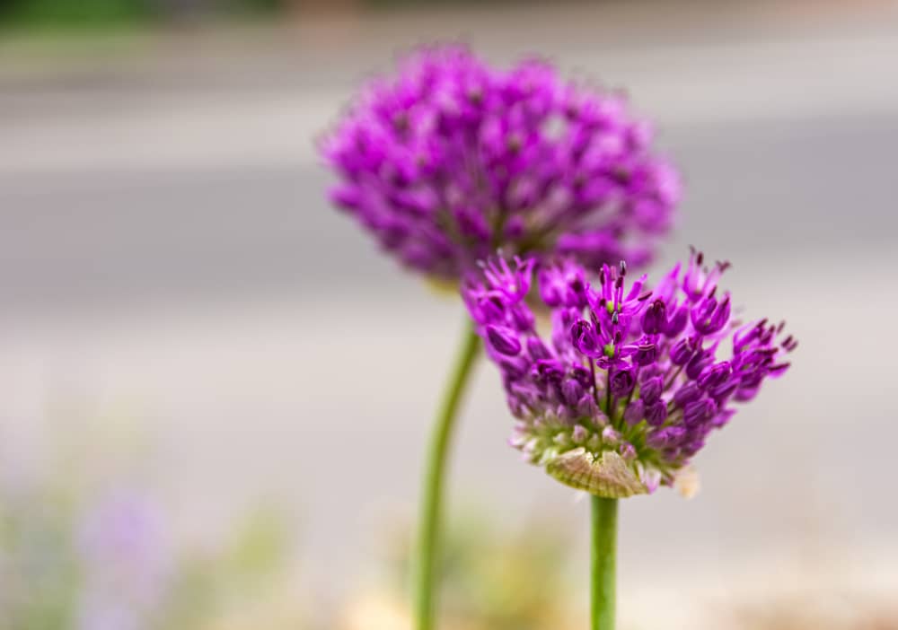 Red Clover herb