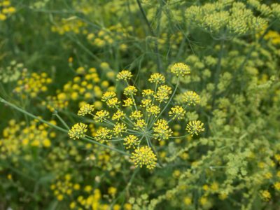 Fennel