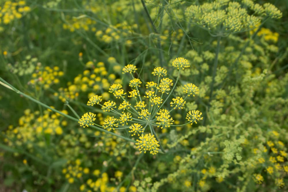 Fennel