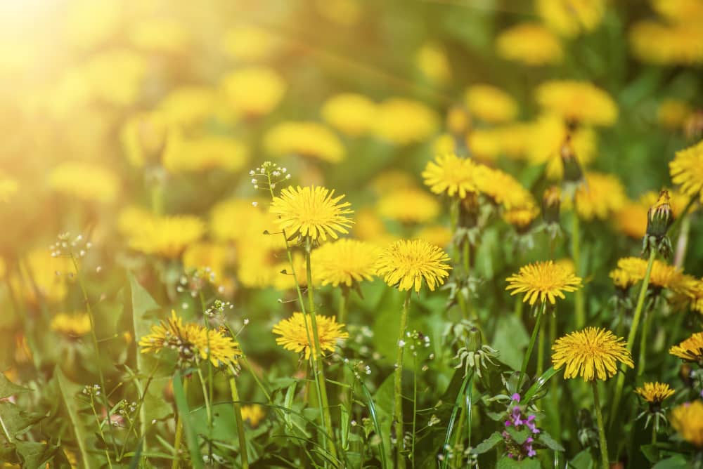 Dandelion