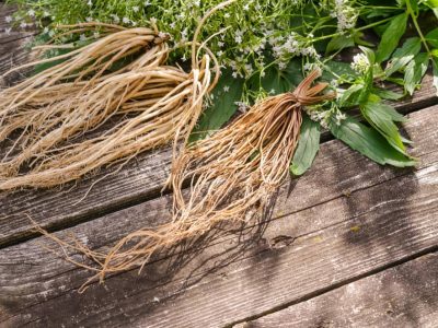 Valerian roots