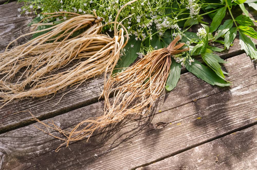 Valerian roots