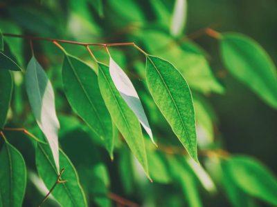 Eucalyptus herb