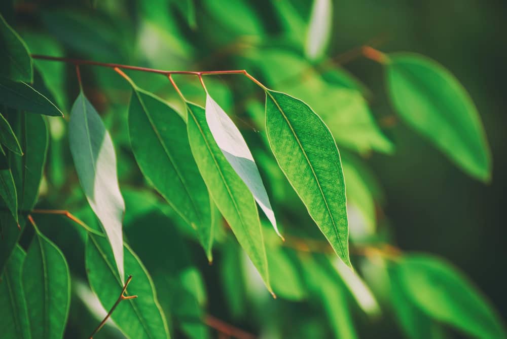 Eucalyptus herb
