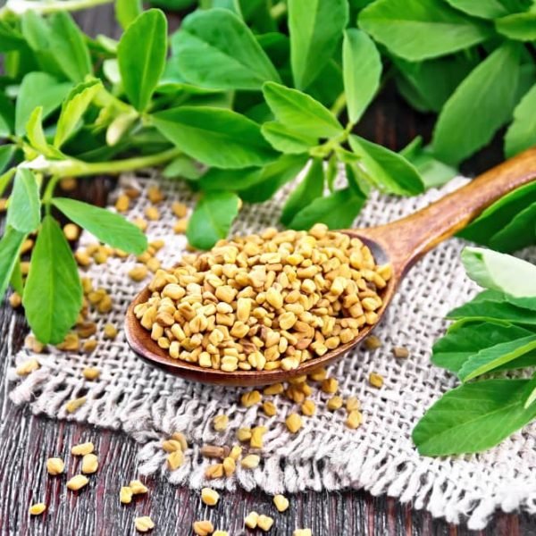 Fenugreek