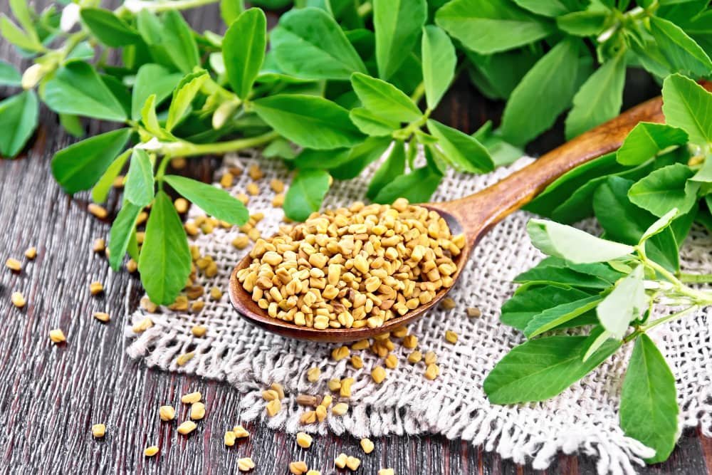 Fenugreek