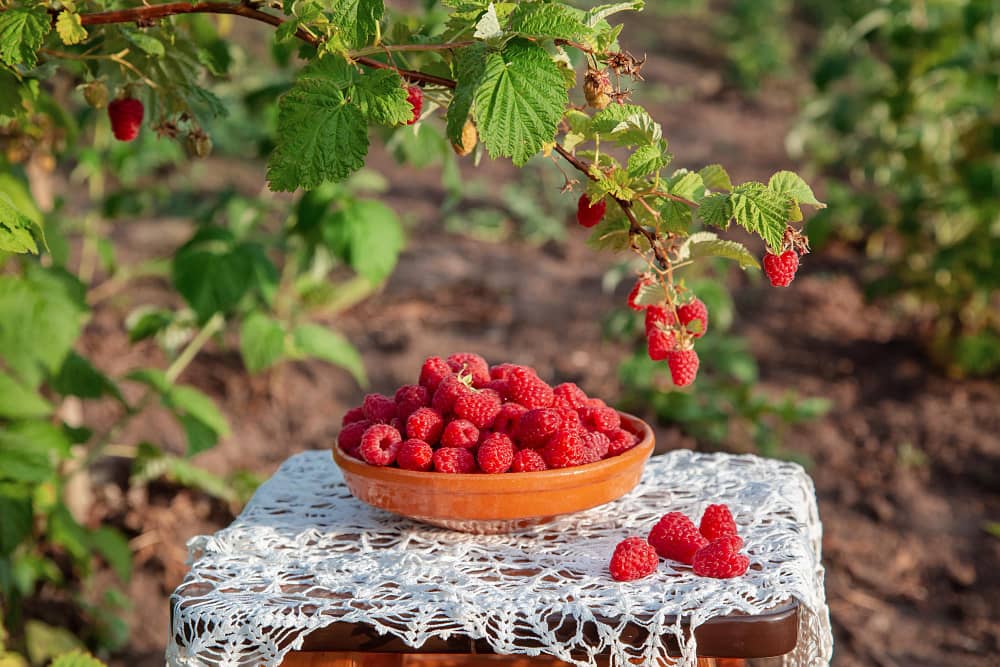 Raspberry Leaf health benefits