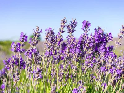 Lavender