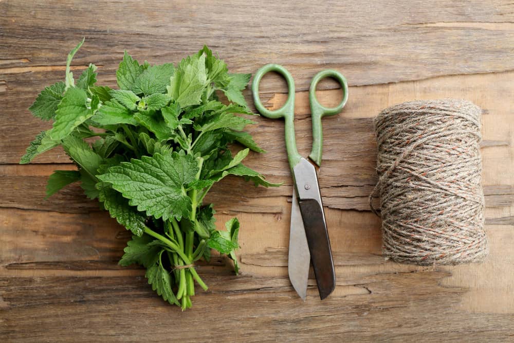 Lemon Balm