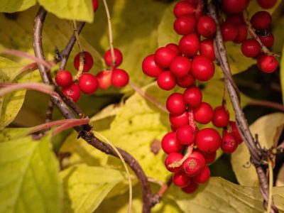 Schisandra Berry