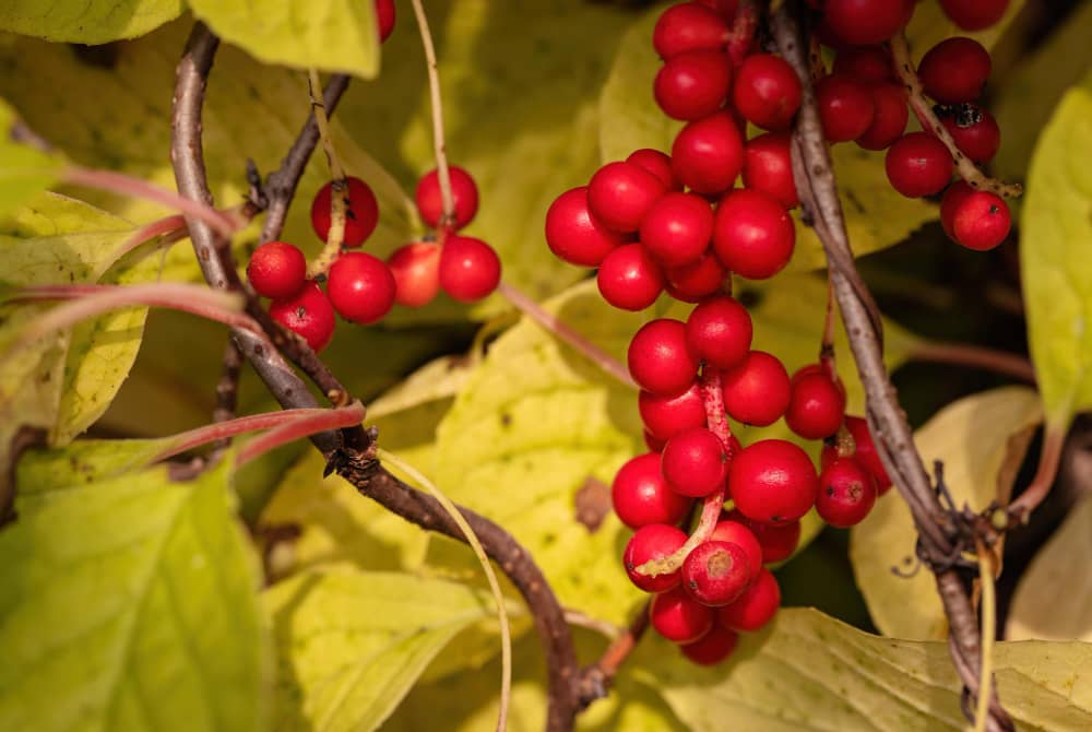 Schisandra Berry