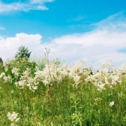 Meadowsweet