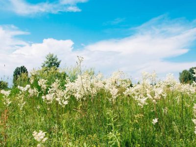 Meadowsweet