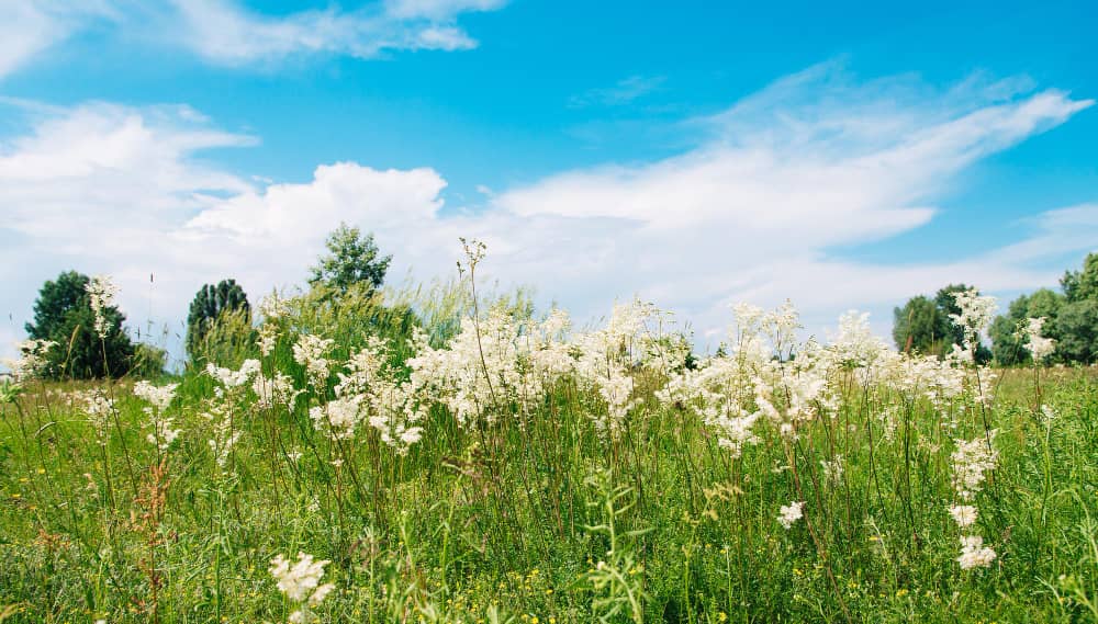 Meadowsweet