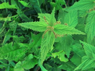 Nettle