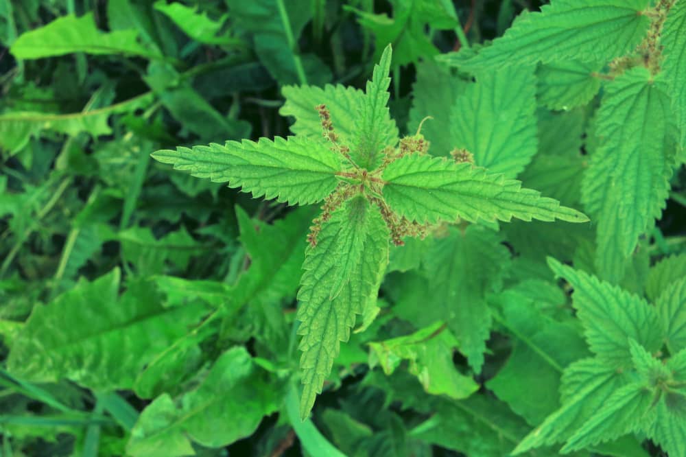 Nettle