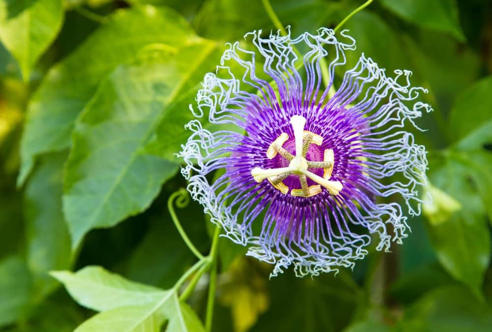 Passionflower