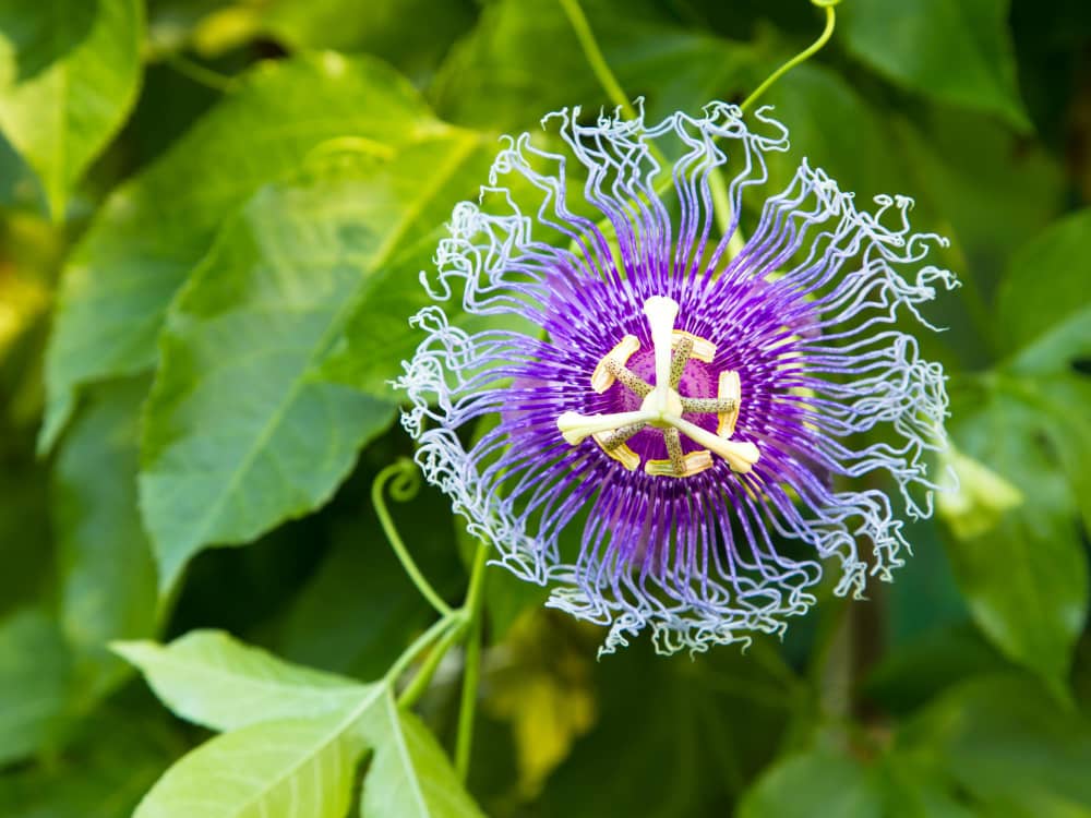 Passionflower