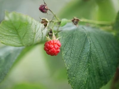 Raspberry Leaf