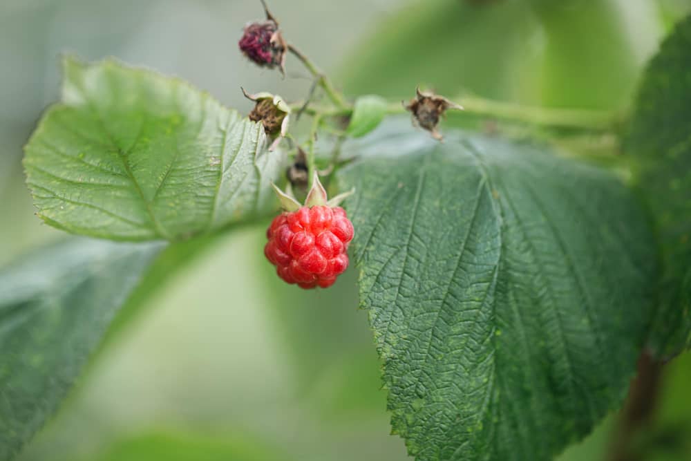 Raspberry Leaf