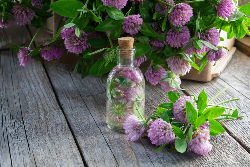 red clover benefits