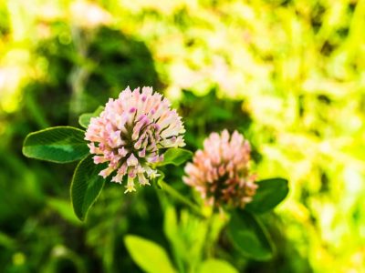 Red Clover