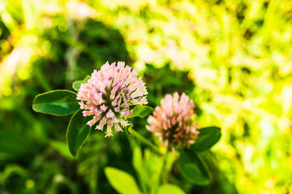Red Clover