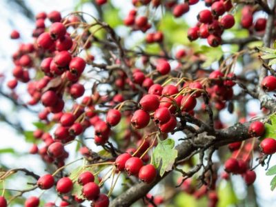 Hawthorn