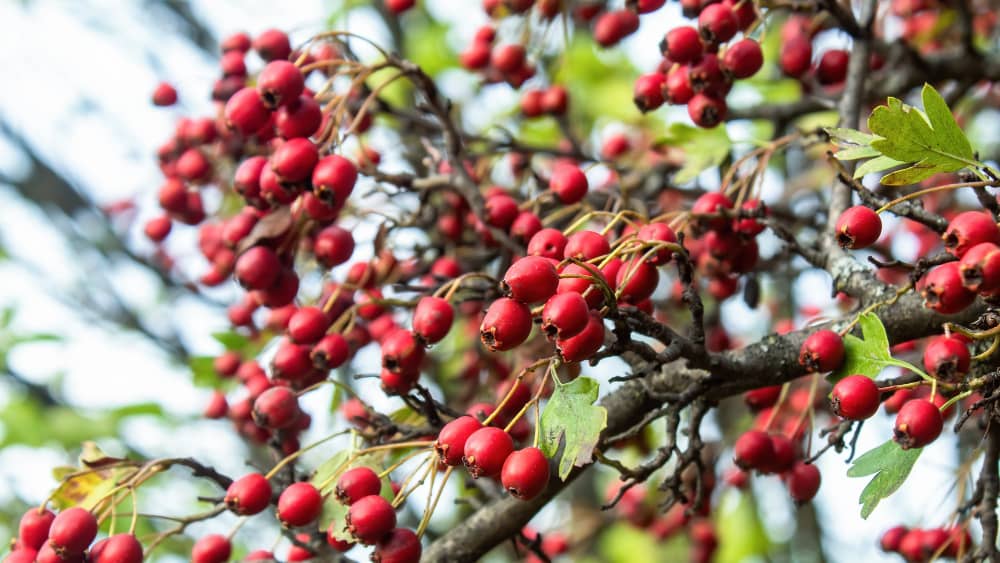 Hawthorn