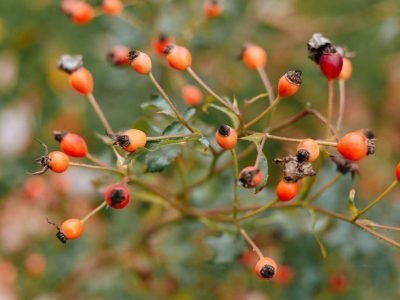 Rose Hips