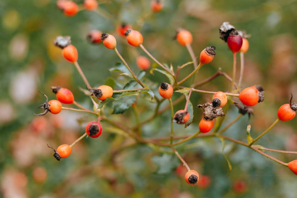 Rose Hips