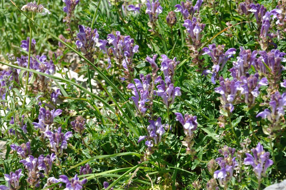 Skullcap