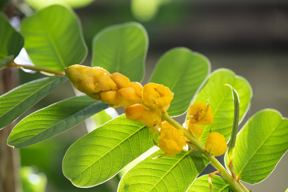 Senna herb uses