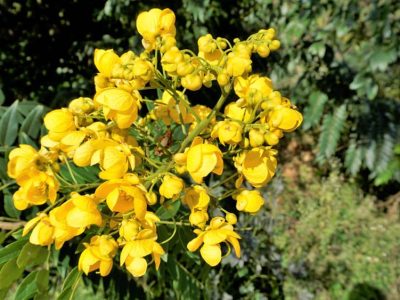 Senna