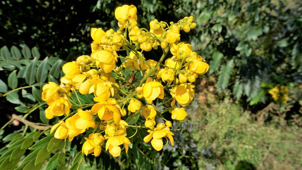 Senna