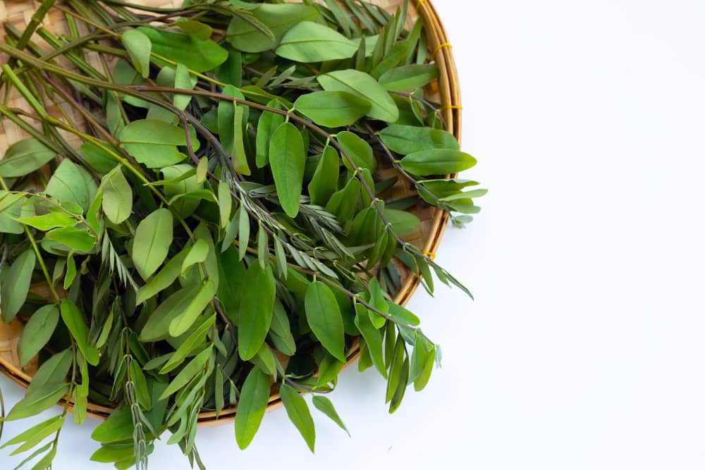 Senna in Traditional Medicine