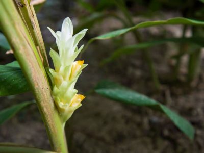 Turmeric