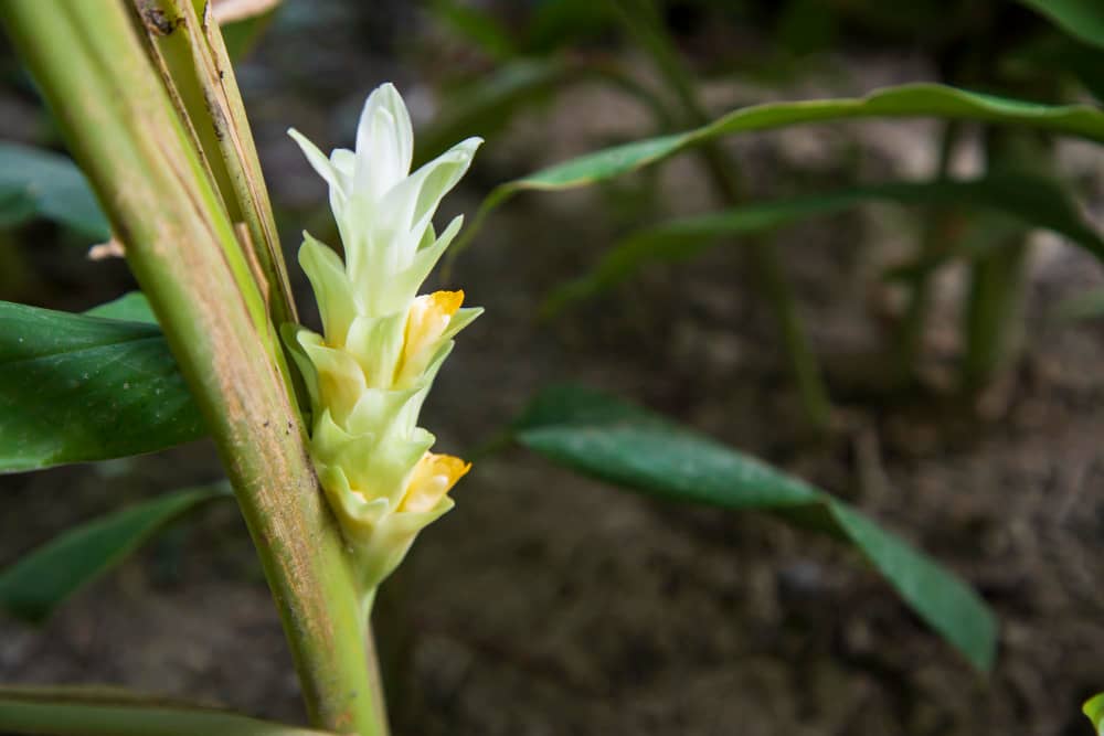 Turmeric