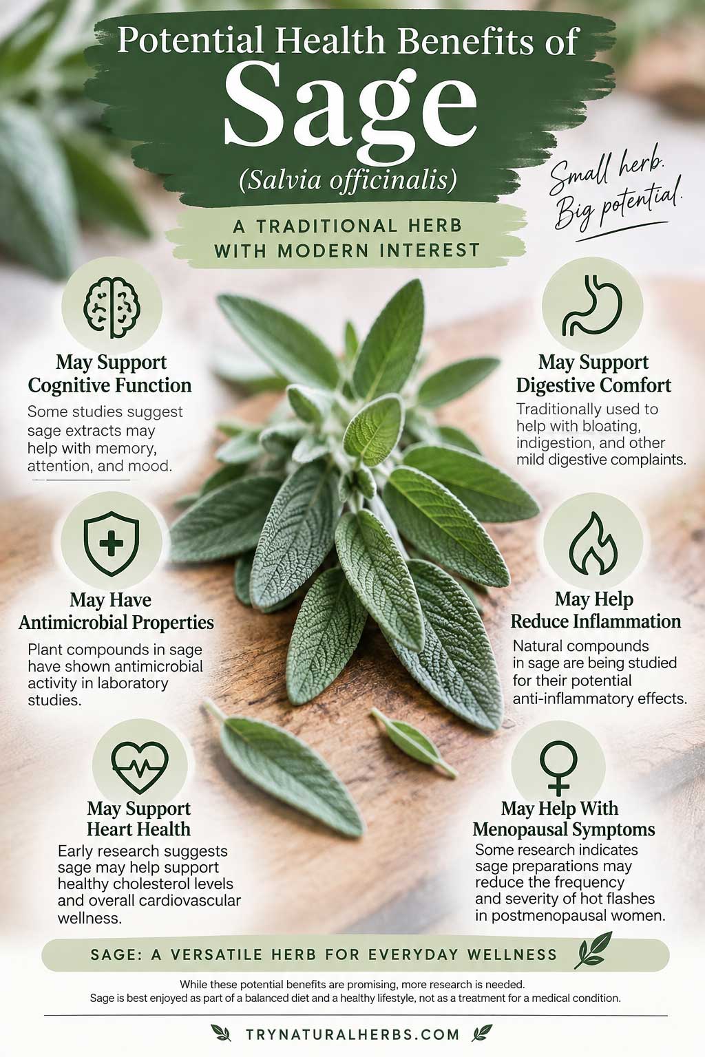 Sage Benefits Botanical Infographic