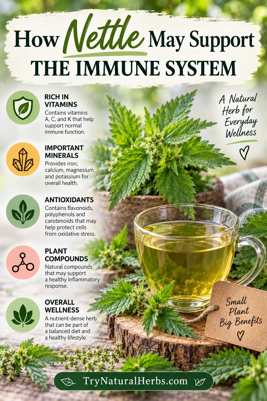 How Nettle May Support The Immune System