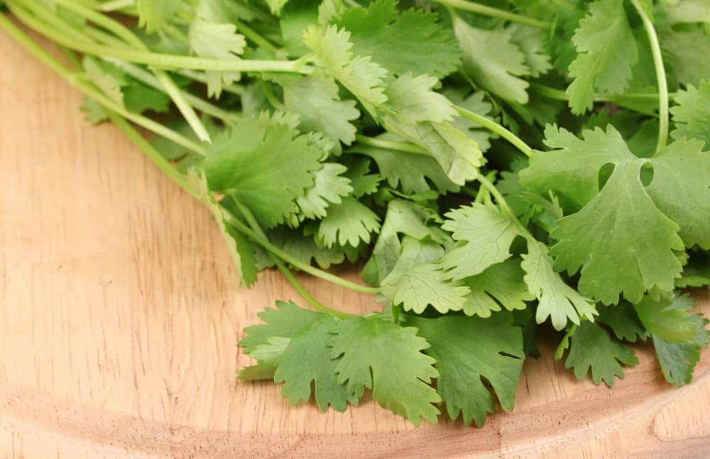 Interesting Facts about Cilantro