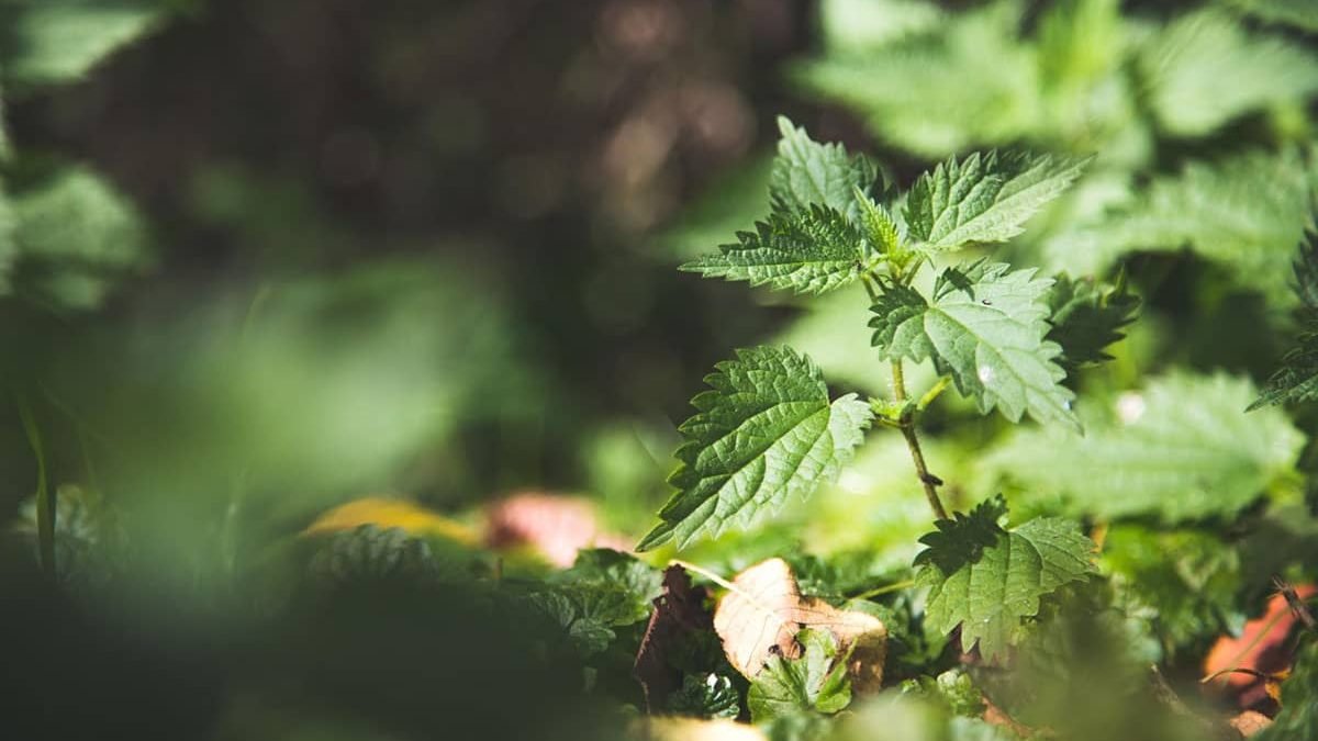 Nettle Can Help Boost Your Immune System