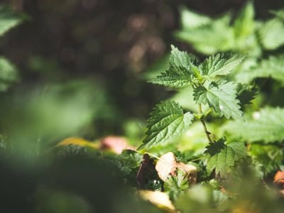 Nettle Can Help Boost Your Immune System