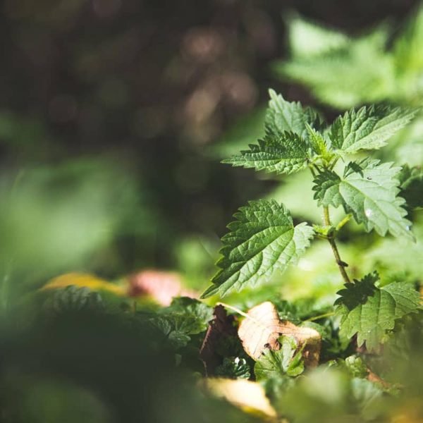 Nettle Can Help Boost Your Immune System