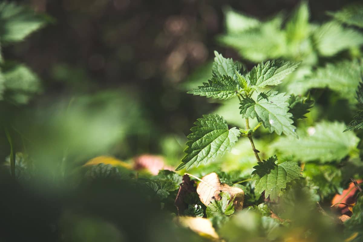 Nettle Can Help Boost Your Immune System