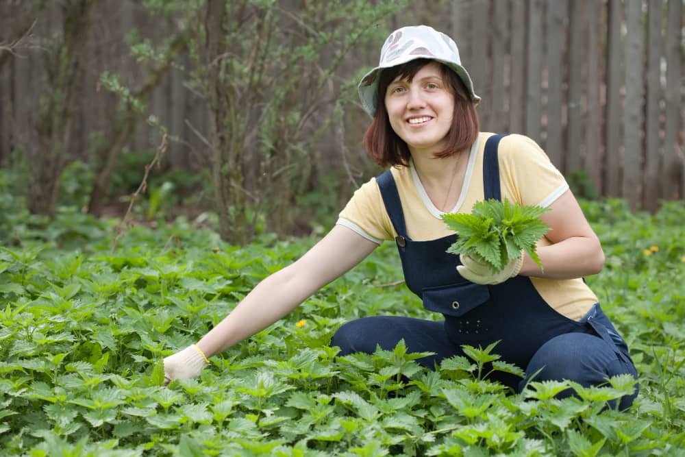 Nettle benefits