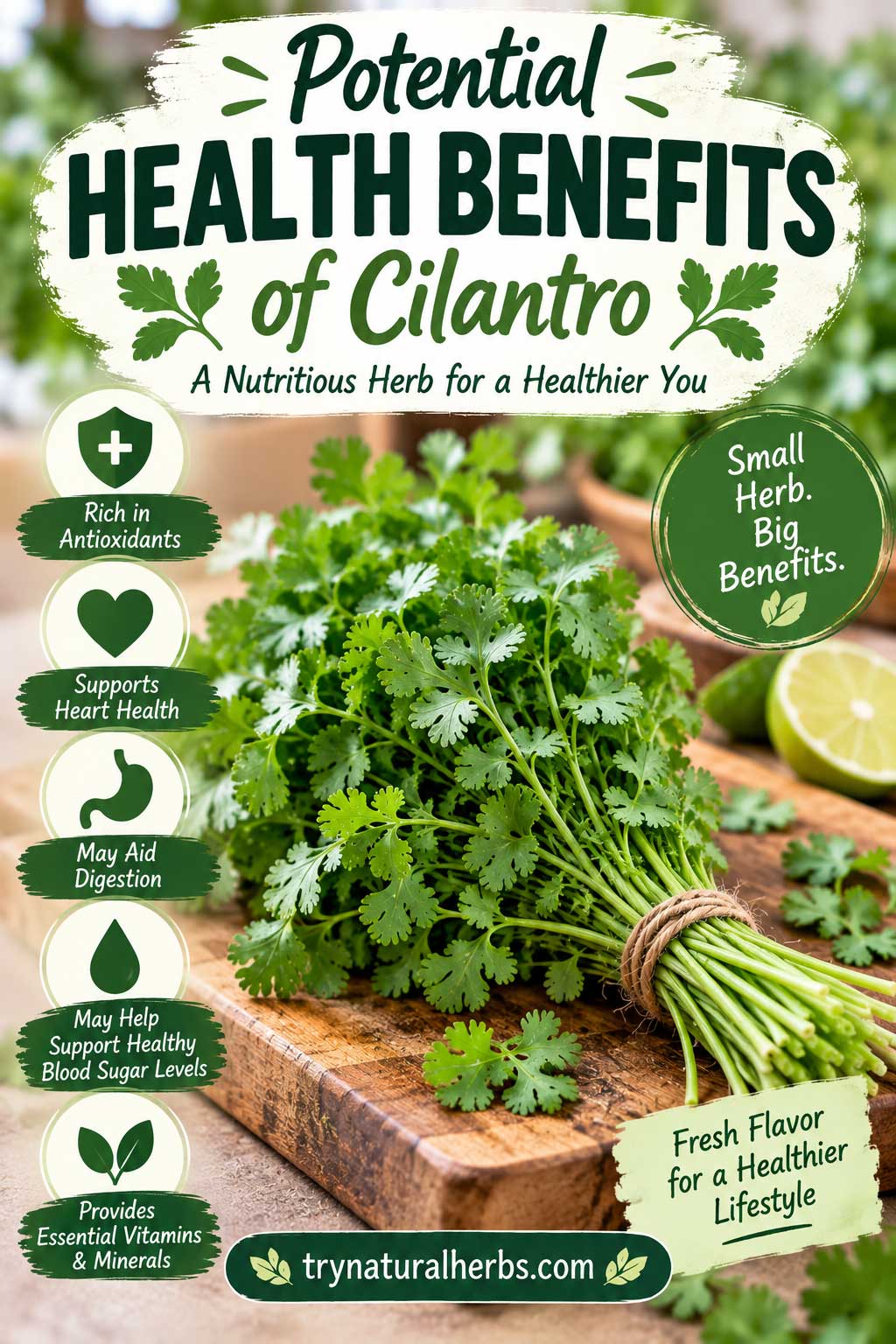 Potential Health Benefits of Cilantro
