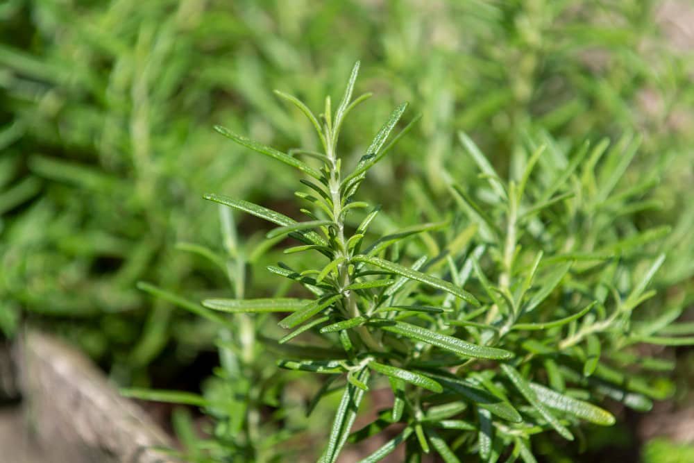 Recipes with Rosemary