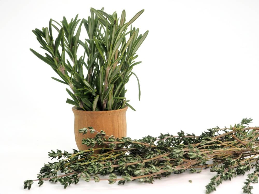 Uses of Rosemary